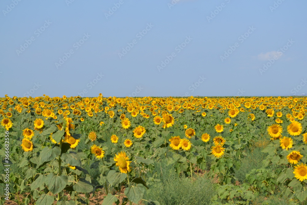 Obraz premium sunflower field with blue sky