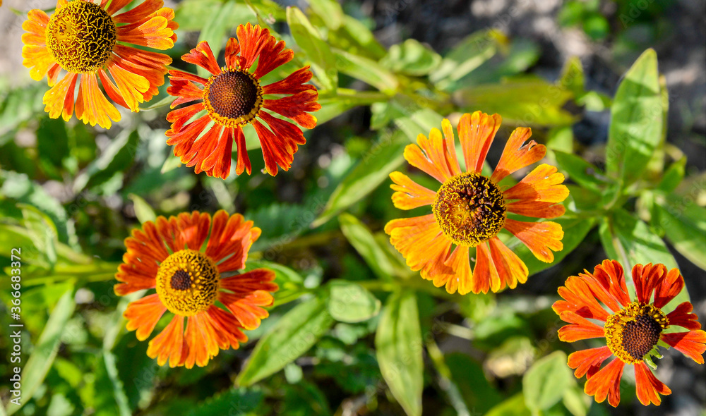 orange gaillardia flowers in garden orange gaillardia flowers in garden