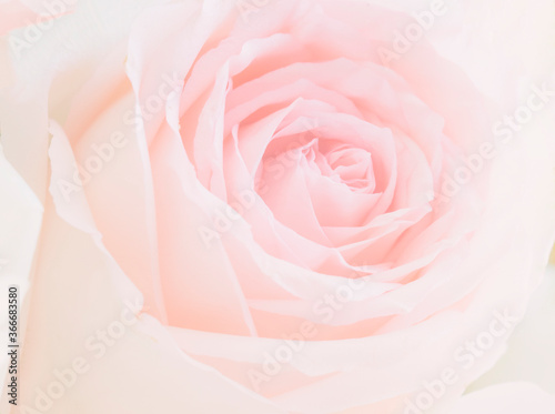 Blooming sweet pink rose texture background