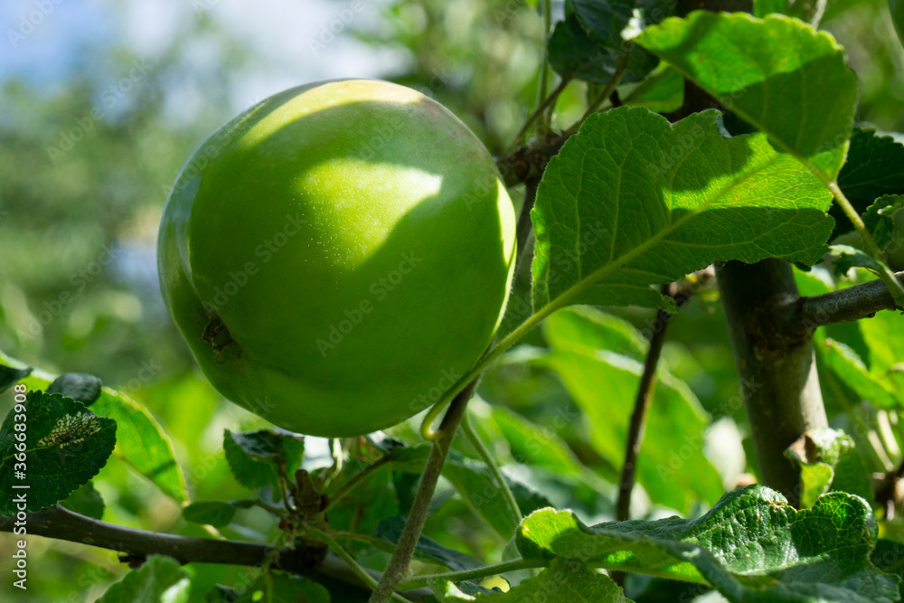 Apfel am Baum (Malus), Nordrhein-Westfalen, Deutschland, Europa Apfel am Baum (Malus), Nordrhein-Westfalen, Deutschland, Europa