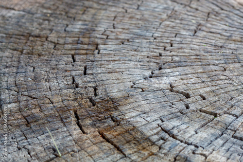 Close Up Old Weathered Cracked Wood Texture