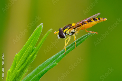 Hoverfly sitting motionless on a leaf of grass, closeup. Genus species Syrphidae.