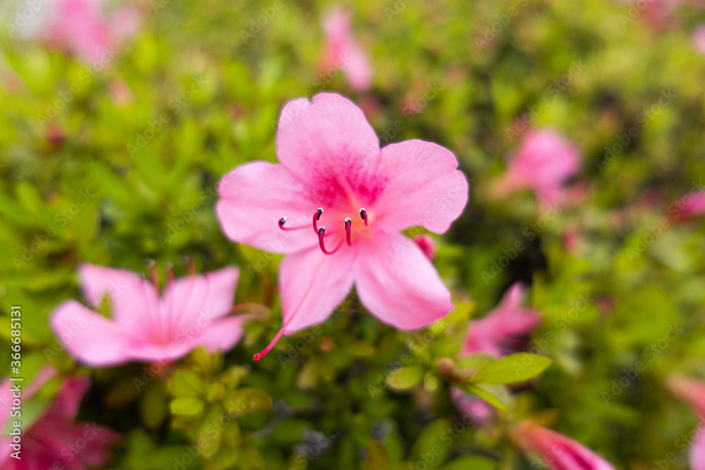 ピンクの花 ツツジ ピンクの花 ツツジ
