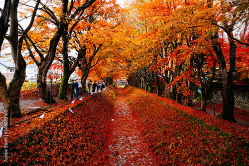 autumn tree in the park at Lake Kawaguchiko at Japan photo