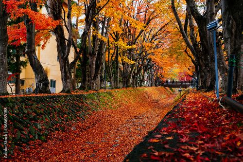 autumn tree in the park at Lake Kawaguchiko at Japan photo