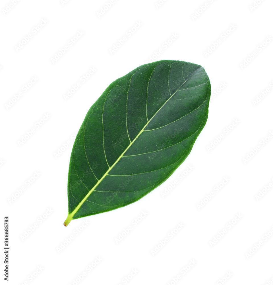 Obraz premium section of jackfruit isolated on white background