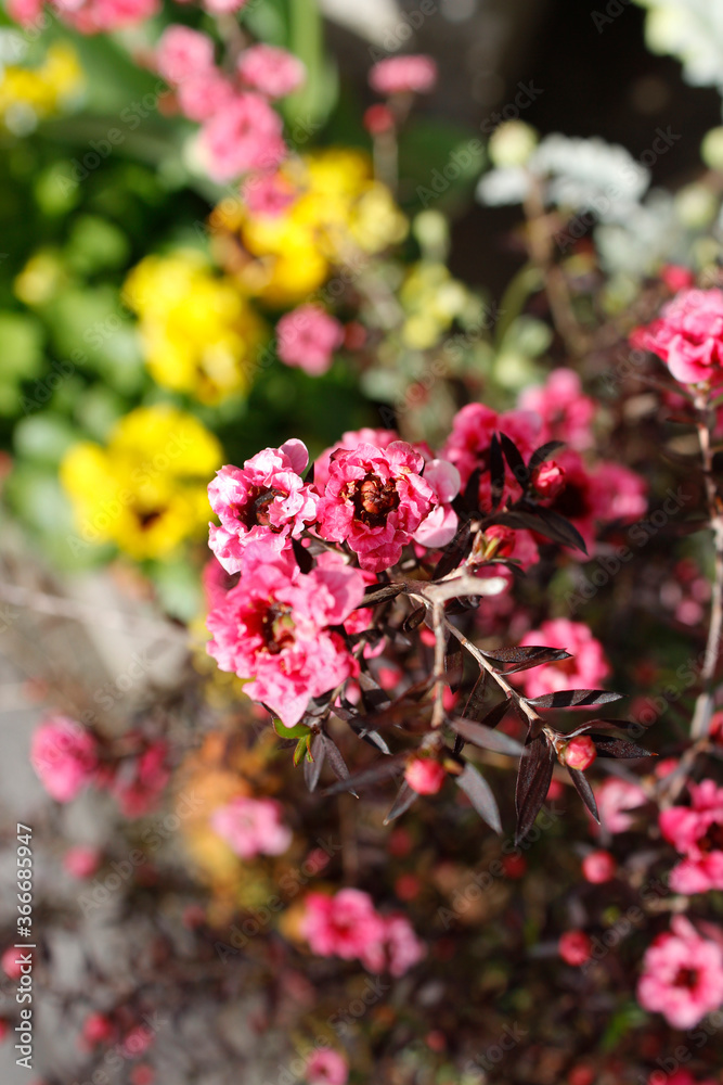 Beautiful red flowers in the garden Beautiful red flowers in the garden