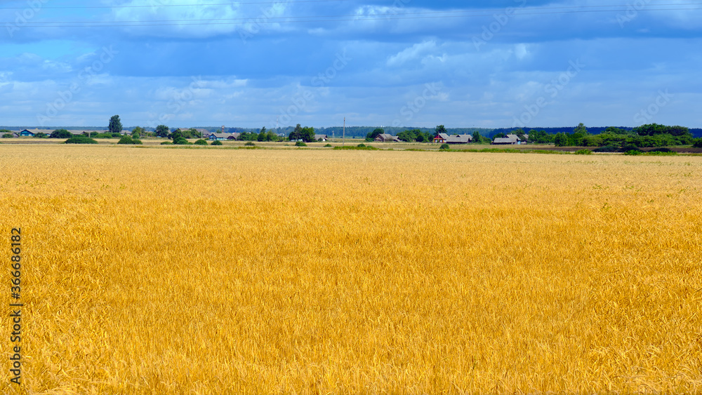 golden field of ripe barley