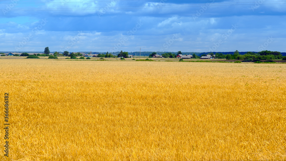 golden field of ripe barley golden field of ripe barley