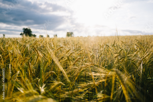 Bio-Getreide und ökologische Landwirtschaft