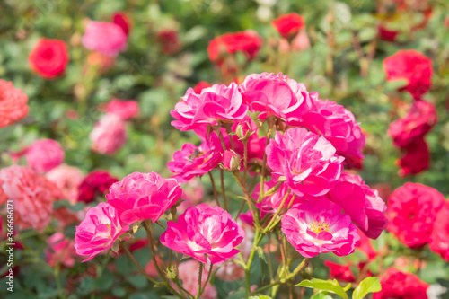 Pink rose flower on the rose bush in flowers garden  nature background 