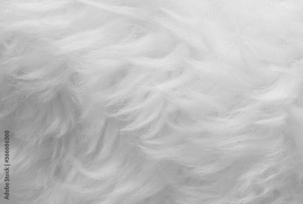 Obraz premium sheep wool skin texture