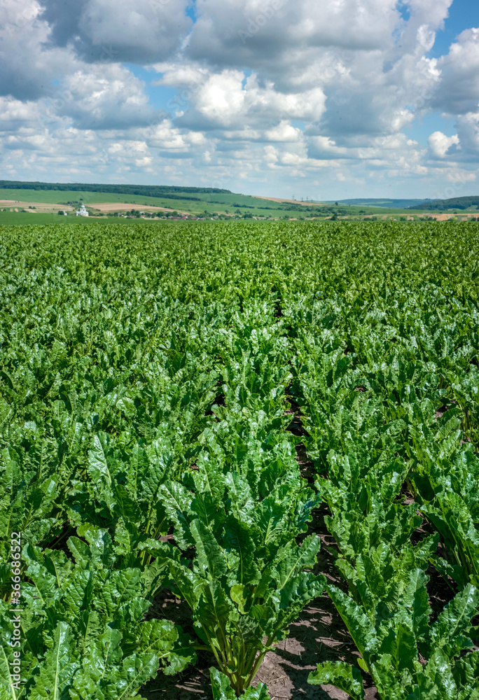 Bright green sugar beet leaves in a field with cloudy blue sky, three months old