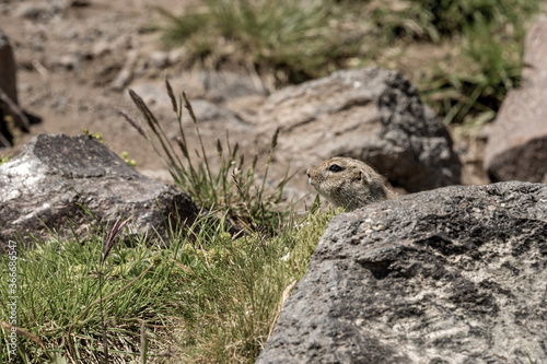 a bold wild gopher peeks out from behind a rock. Animals in the wild nature