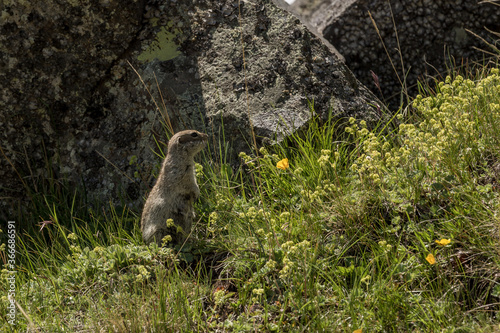 The gopher stands on its hind legs on the ground and looks ahead with interest. Portrait of a wild gopher. Animals in the wild nature. photo