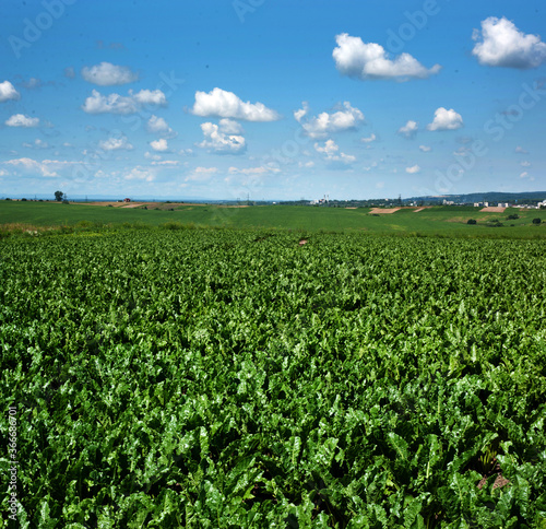 sugar beet leaves in a field with cloudy blue sky, top view, planted three months ago