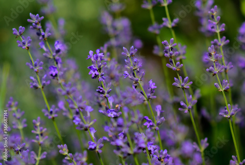 Lavender flowers in a soft focus  pastel colors and blur background. 
