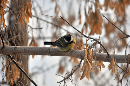 A bird tit sits on a maple branch. Winter in the Western Urals. photo