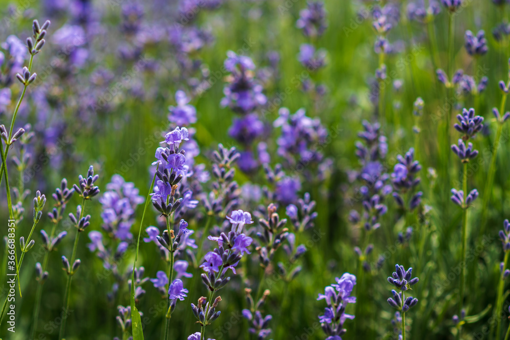 Lavender flowers in a soft focus, pastel colors and blur background. 