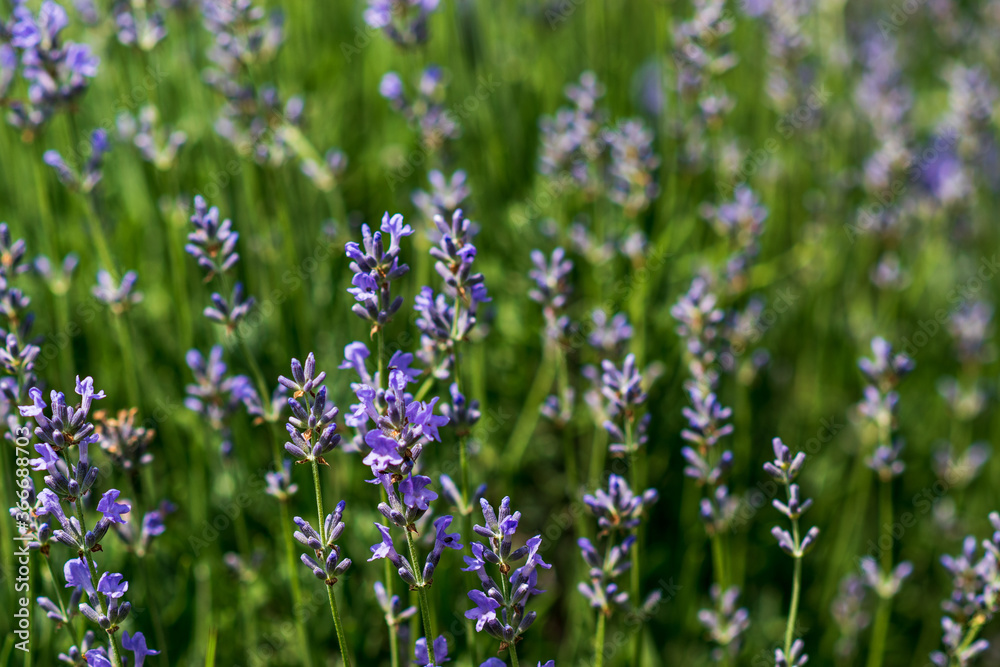 Lavender flowers in a soft focus, pastel colors and blur background. Lavender flowers in a soft focus, pastel colors and blur background.