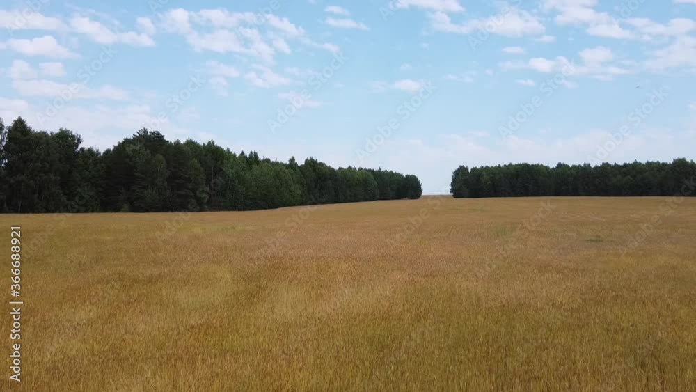 Aerial photography. Fields of yellow wheat to the horizon Aerial photography. Fields of yellow wheat to the horizon