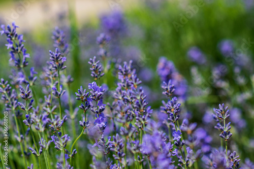 Lavender flowers in a soft focus, pastel colors and blur background. 