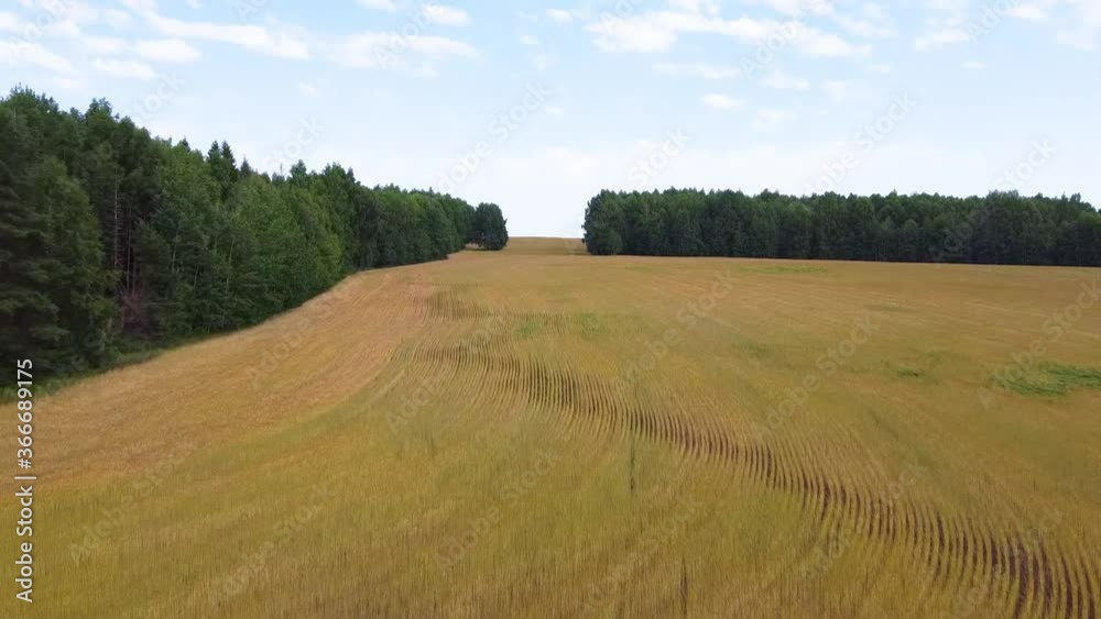 Aerial photography. Fields of yellow wheat to the horizon Aerial photography. Fields of yellow wheat to the horizon
