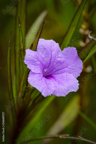 purple flower in the garden