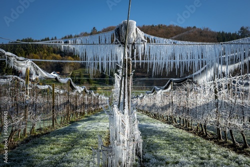 Frostberegnung bei Obst