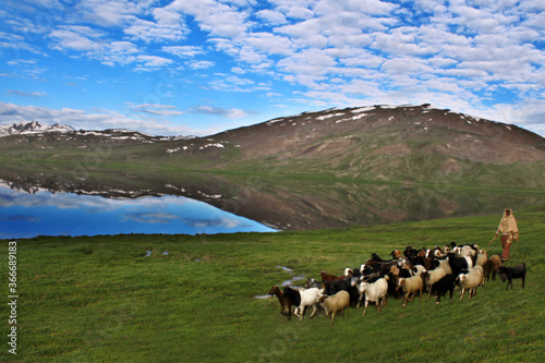 herd of sheep in the mountains near  sheosar lake , Himalayan mountains  photo