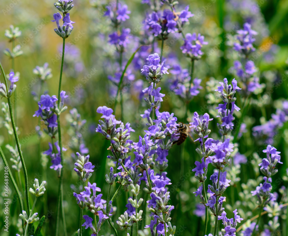 Obraz premium Lavender flowers in a soft focus, pastel colors and blur background. 