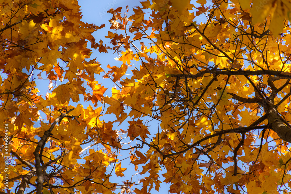 Yellow maple leaves against the sky. Beautiful autumn natural background of orange leaves. Bottom view of trees and sky. The concept of approaching autumn. Yellow maple leaves against the sky. Beautiful autumn natural background of orange leaves. Bottom view of trees and sky. The concept of approaching autumn.