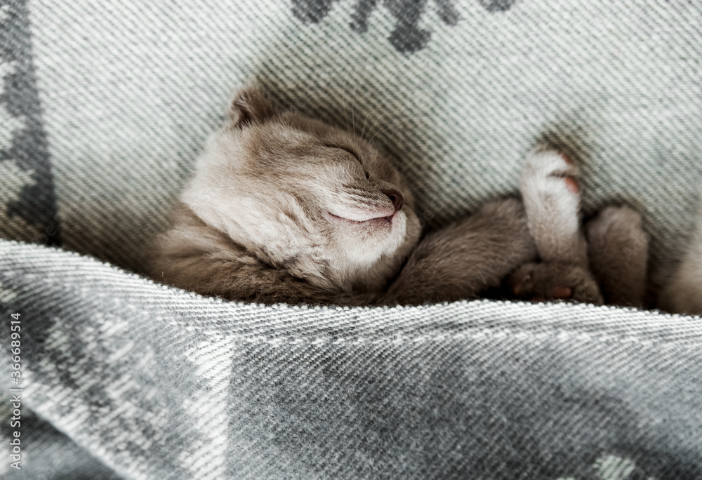 Little cute kitten sleeping on the bed.Scottish fold cat.Selective focus