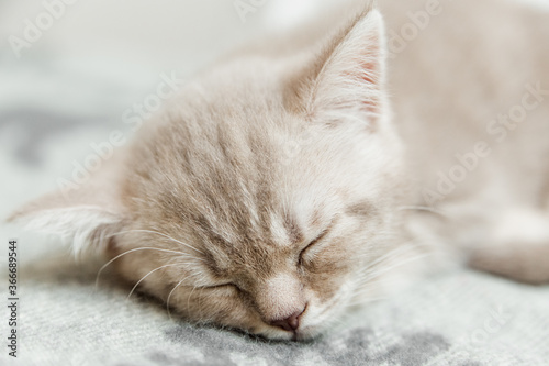 Portrait of cute kitten slipping.Scottish cat.Close-up view