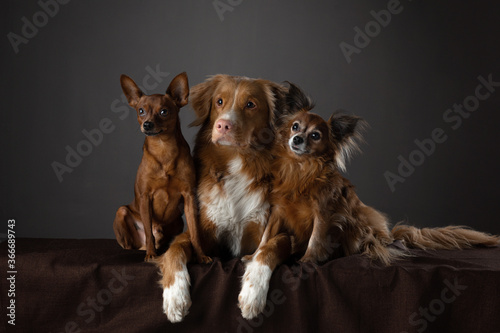 Fototapeta Naklejka Na Ścianę i Meble -  two dogs in studio. funny toller and Russian toy terrier