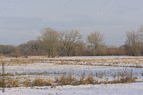 Wallpaper Mural Winter marsh landscape covered in snow with bare trees on a cold winter day in Bourgoyen nature reserve, Ghent, Flanders, Belgium  Torontodigital.ca