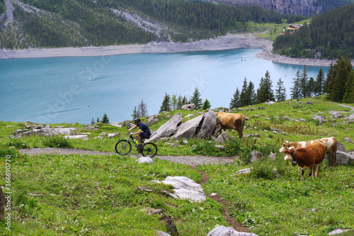 Fotografie Cycliste gravissant une pente sous le regard des vaches en alpage
