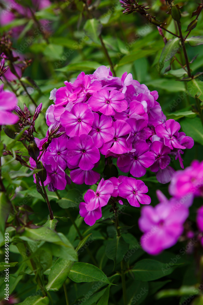 Beautiful flowers phlox paniculata. Flowering branch of purple phlox in the garden Beautiful flowers phlox paniculata. Flowering branch of purple phlox in the garden