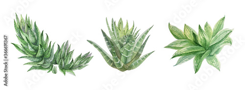 Set watercolor hand-drawn green succulent haworthia home plant isolated on white background. Art creative nature object for card  sticker  wallpaper  textile or wrapping