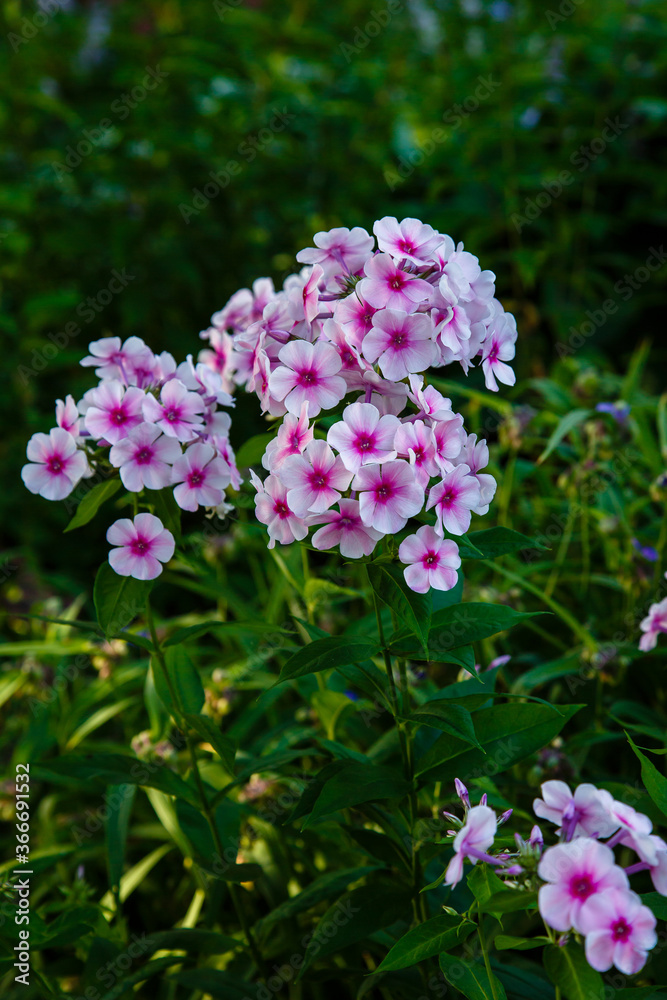 Beautiful flowers phlox paniculata. Flowering branch of purple phlox in the garden