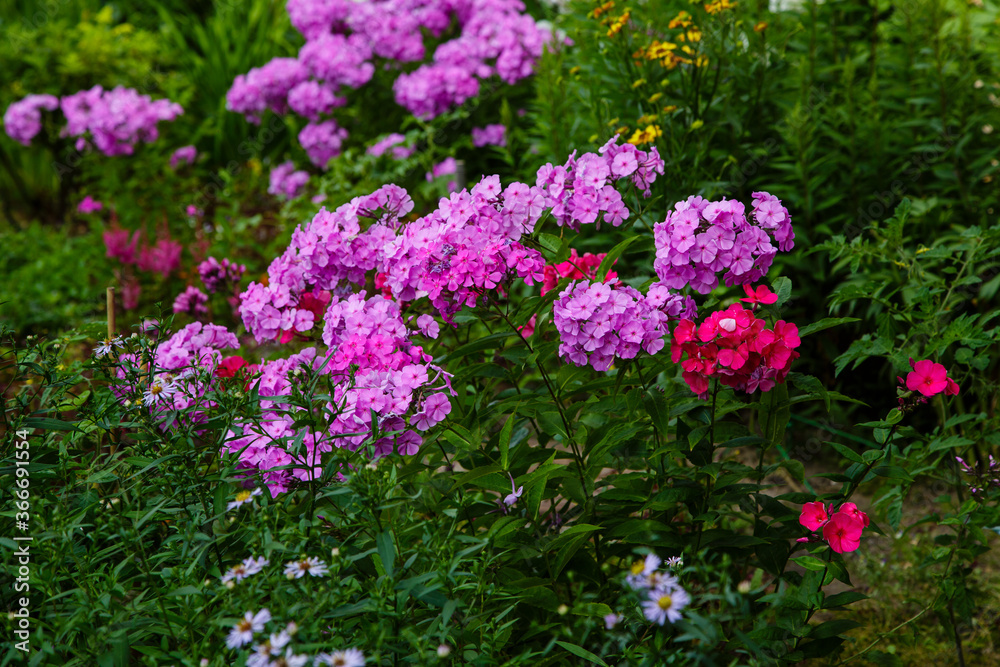 Obraz premium Beautiful flowers phlox paniculata. Flowering branch of purple phlox in the garden