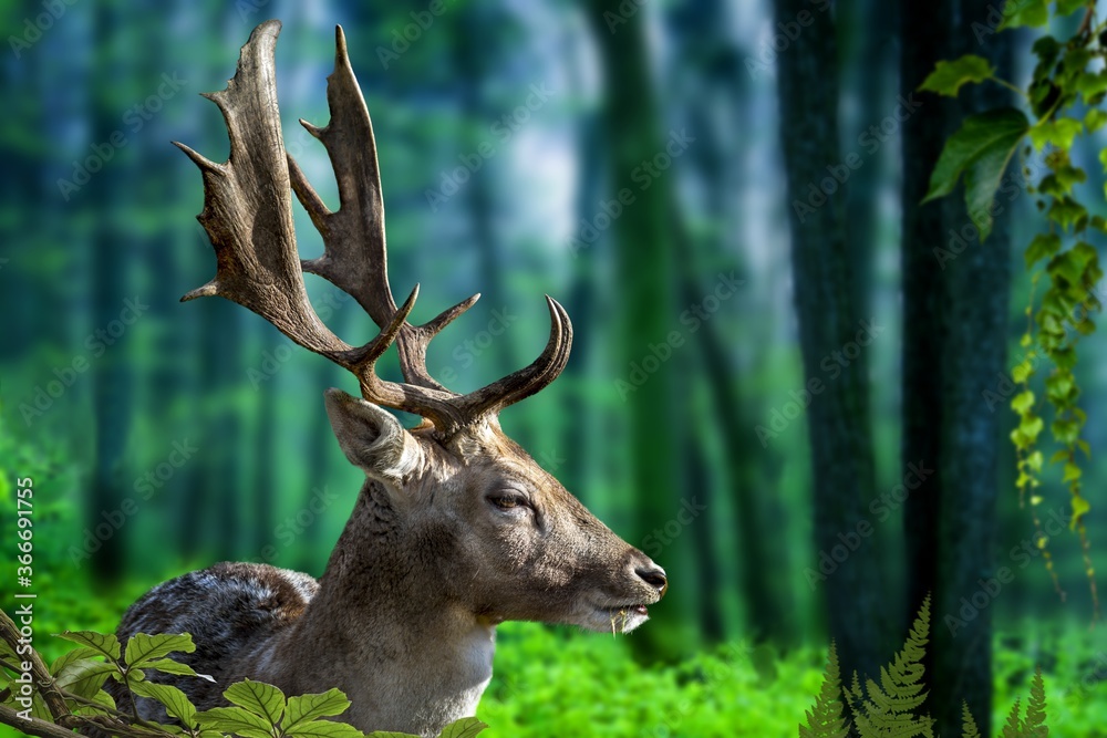 Hirsch
Hirsch