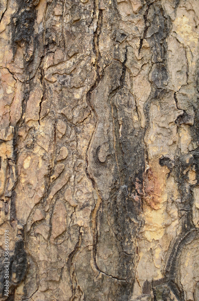 Tree bark