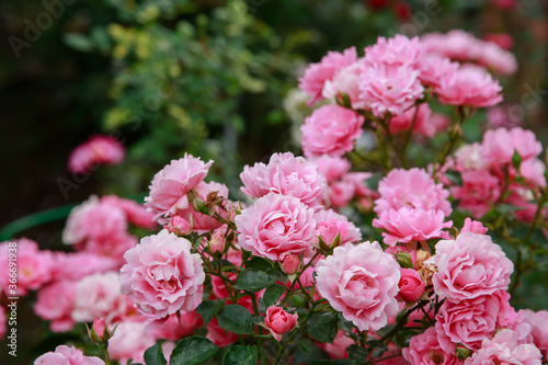 Roses in the garden. Blooming Roses on the Bush. Growing roses in the garden. © Flower_Garden