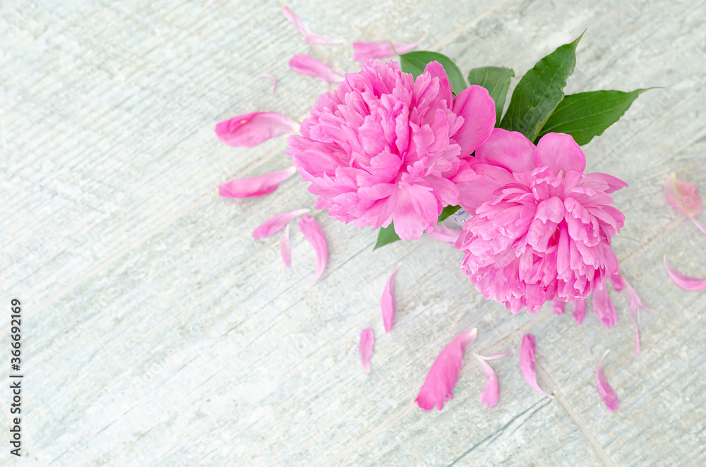 Two pink peony flowers in a vase on a gray stone table. Greeting romantic concert, Mother's day, Wedding. Top view, place for text, copy space.