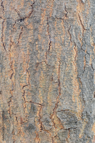 Tree bark