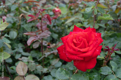 Beautiful red rose in a garden with water drops  close up