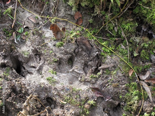 Photo of pig's footprint in the forest