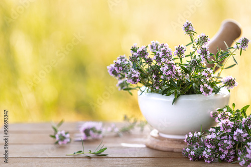 bunch of fresh thyme on a wooden table against the background of nature. Copy space photo