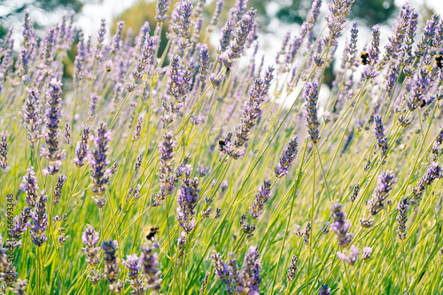 Bumblebees collect pollen from the flowering flowers of lavender.